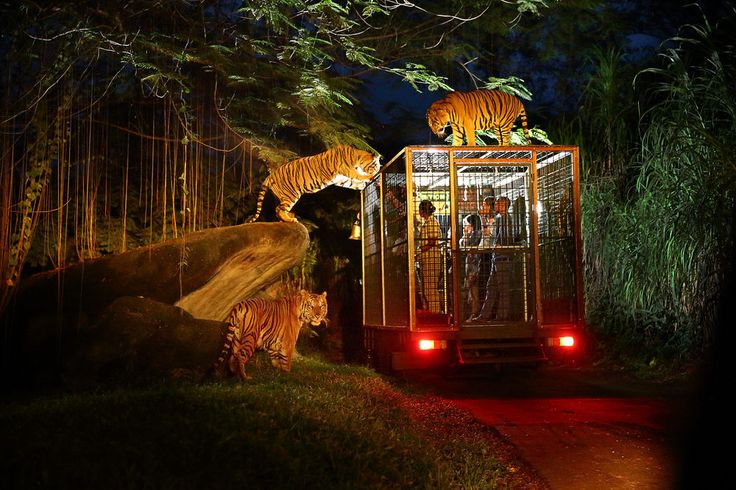 Singapore Night Safari